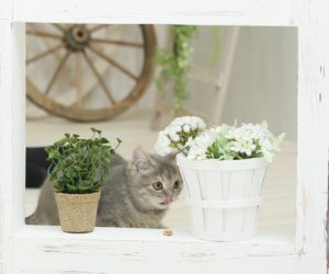 猫がかすみ草を食べるけど大丈夫？花や植物を食べさせない対策は 