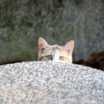 雛人形を飾りたい猫がいる家はどうしてる イタズラ対策はどんなものがある 猫の手も借りたい